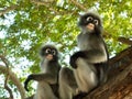 Two Dusky leaf monkey  Spectacled langur  sitting on tree in forest Royalty Free Stock Photo