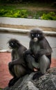 Two dusky monkeys sitting on a rock Royalty Free Stock Photo