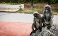 Two dusky monkeys sitting on a rock Royalty Free Stock Photo