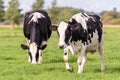 A pair of dutch cows grazing in the field Royalty Free Stock Photo