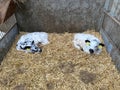 Two Dutch calves in a barn