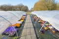 Two dutch greenhouses with path and flowering violets Royalty Free Stock Photo