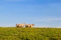 Two sheep on green pasture Royalty Free Stock Photo