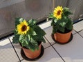 Two dwarf sunflowers Royalty Free Stock Photo