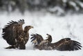 Two eagles in a fight