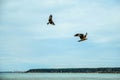 Two eagles are flying in the blue sky. Low flying eagle against the blue sky. Royalty Free Stock Photo