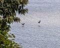 Two Eagles Flying just above the water on a summers day Royalty Free Stock Photo