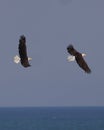 two eagles flying side by side over the ocean water as they fly by Royalty Free Stock Photo