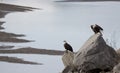 Two eagles perching on a rock with ocean inlet in the background.