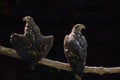 Two eagles are sitting on a tree branch on a dark background