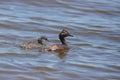Two Eared Grebes adult and juvenile