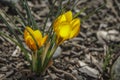 Two early crocuses Golden Yellow under the tree. Royalty Free Stock Photo