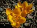 Two early crocuses Golden Yellow under the tree. Sunny spring day. Nature concept Royalty Free Stock Photo