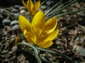 Two early crocuses Golden Yellow under the tree. Sunny spring day. Royalty Free Stock Photo