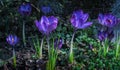 Two early crocuses Golden Yellow under the tree. Sunny spring day. Royalty Free Stock Photo