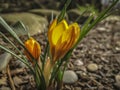 Two early crocuses Golden Yellow under the tree. Sunny spring day Royalty Free Stock Photo