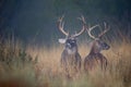 Two early morning whitetail bucks Royalty Free Stock Photo