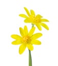 Two early spring flowers Kingcup isolated on white background. Focus on the near flower