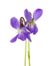 Two early spring flowers Viola odorata isolated on white background. Shallow depth of field Royalty Free Stock Photo