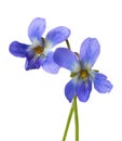 Two early spring flowers. Royalty Free Stock Photo