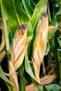 Two ears of corn still on the stalk in a farmers field
