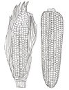 Two ears of corn in white and black color. Hand drawn corn illustration. Art-line maize sketches set.