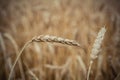 spike of wheat close up on the background of a ash field Royalty Free Stock Photo