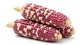 Two Ears of Multi-colored Corn with Purple and White Kernels on a White Background maize Royalty Free Stock Photo