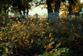 Close up of backlit grass