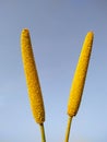 Two ears of millet on blue background Royalty Free Stock Photo