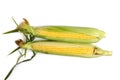 Two ears ripe corn white background. Royalty Free Stock Photo