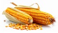 Two Ears of Ripe Yellow Corn with Husk on White Background Royalty Free Stock Photo