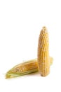 Two ears of sweet corn isolated on a white background Royalty Free Stock Photo