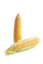 Two ears of sweet corn isolated on a white background Royalty Free Stock Photo