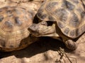 Two earth turtles lie in the sand, in a zoo aviary, on a sunny summer day Royalty Free Stock Photo