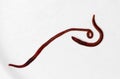 Two Earthworms Royalty Free Stock Photo