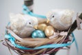 Two easter birds on nest with eggs