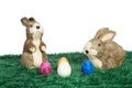 Two Easter bunnies Royalty Free Stock Photo