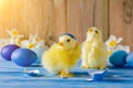 Two Easter chickens have hatched from the shell. They stand among blue eggs and white daffodils on a wooden background Royalty Free Stock Photo