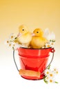 Two easter ducklings in a bucket