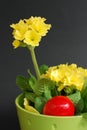 A primrose and Easter eggs Royalty Free Stock Photo