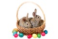 Two easter gray bunnies in a basket with eggs, isolate