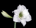 Two Easter lily`s in full bloom photographed with felt background Royalty Free Stock Photo