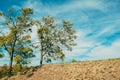 Two Eastern black walnut trees on top of the hill Royalty Free Stock Photo