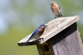 A Pair of Eastern Bluebirds Royalty Free Stock Photo