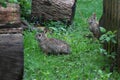 Two Eastern cottontails Sylvilagus floridanus