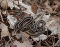 Two Garter Snakes