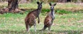 Two Eastern grey kangaroo on alert