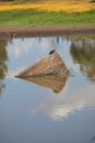 Australian Wildlife Series - Eastern Snake-necked Turtle - Chelodina longicollis Royalty Free Stock Photo