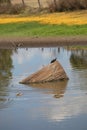 Australian Wildlife Series - Eastern Snake-necked Turtle - Chelodina longicollis